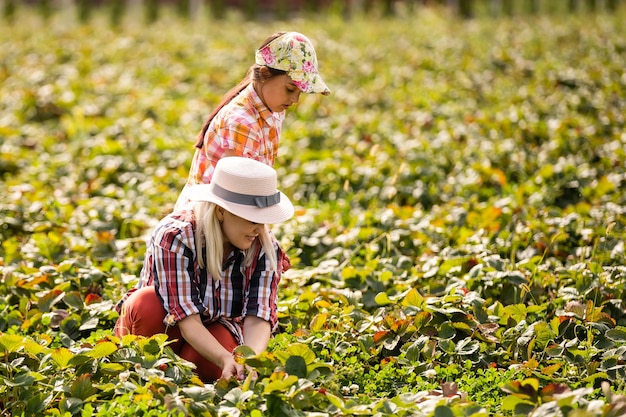 dochter en moeder werken in de moestuin, aardbeien geoogst