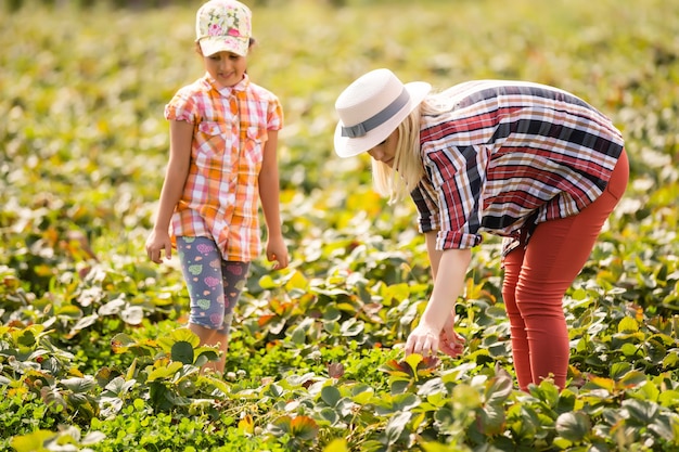 dochter en moeder werken in de moestuin, aardbeien geoogst