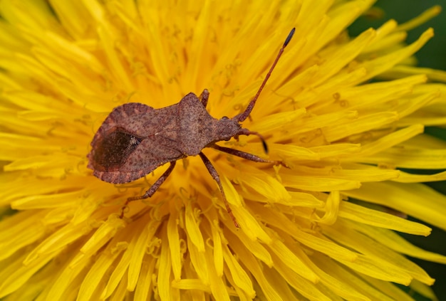 Dock bug