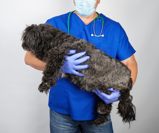 Doctor in blue uniform and sterile latex gloves holding a fluffy black dog 