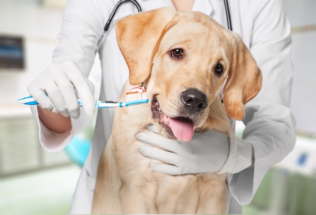 Doctor brushing dog's tooth for dental care