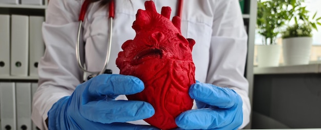 Doctor cardiologist holds layout of anatomy of heart in cardiology