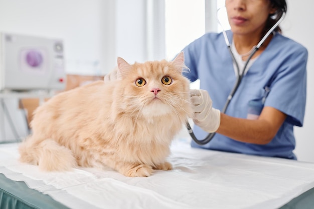 Doctor checking cats health