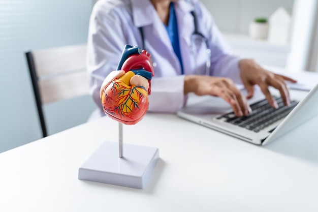 Doctor consult patient on laptop with anatomical model of human heart Cardiologist supports the heart Online doctor appointment