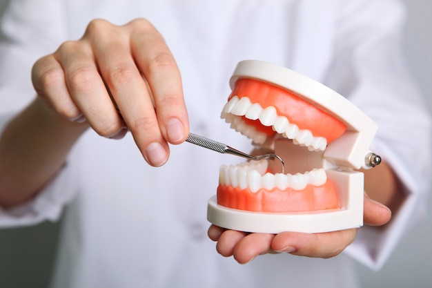 Doctor dentist demonstrates a model of teeth in his hands