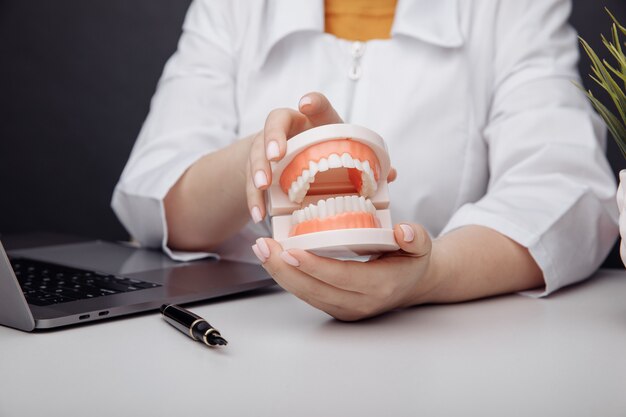 Doctor dentist holds a model of jaw in hand