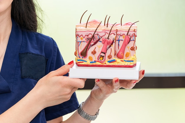 Doctor dermatologist holding and showing human skin cross-section plastic model