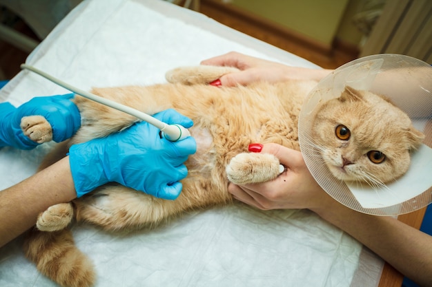 The doctor does an ultrasound examination of the cat's abdomen