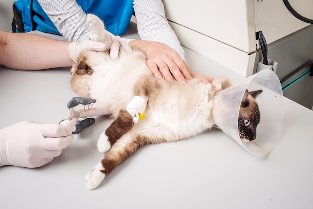 엑스레이 방에서 고양이를 검사하는 의사
