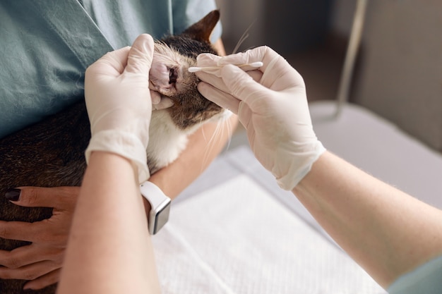 장갑을 낀 의사가 면봉으로 고양이 귀를 청소하는 동안 인턴이 병원에서 동물을 안고 있다