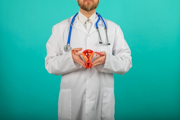 Photo doctor gynecologist holds model of female reproductive system in the hands help and care concept