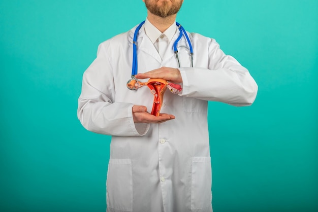 Doctor Gynecologist holds model of female reproductive system in the hands Help and care concept