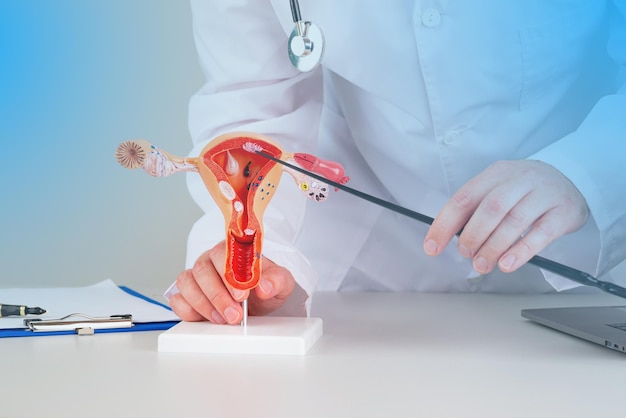 Photo doctor gynecologist pointing model of female reproductive system on his desktop
