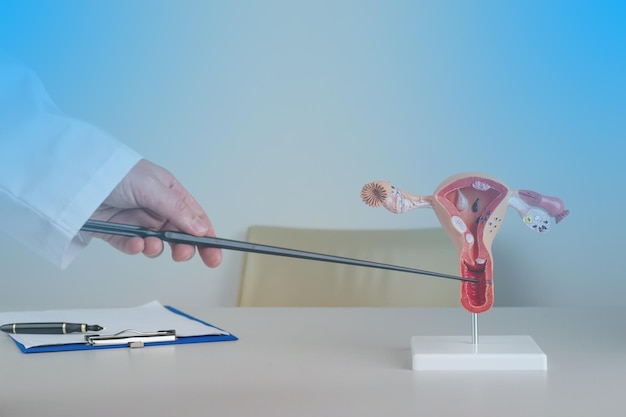 Photo doctor gynecologist pointing model of female reproductive system on his desktop