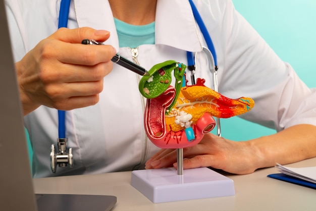 Doctor gynecologist showing pen on plastic model human pancreas closeup