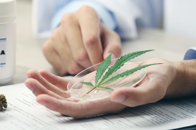 Doctor hand holding green cannabis leaf close up