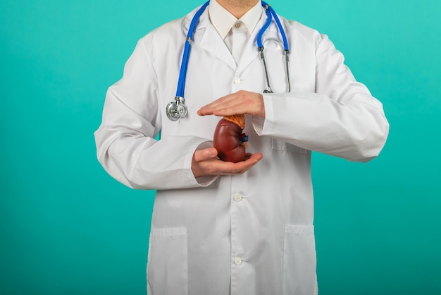 Doctor hands holding kidneys shape Health care medical insurance concept