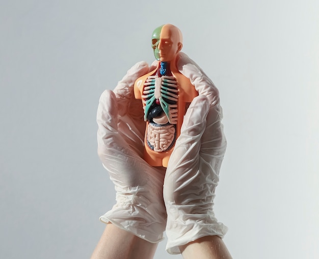 Doctor hands in white gloves holding d skinless human model with inner organs inside healthcare and ...