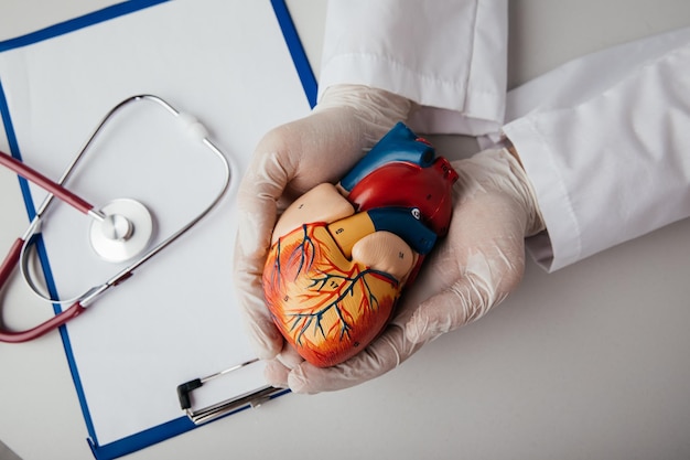 Doctor holding an anatomical model of the heart Healthcare and disease prevention concept