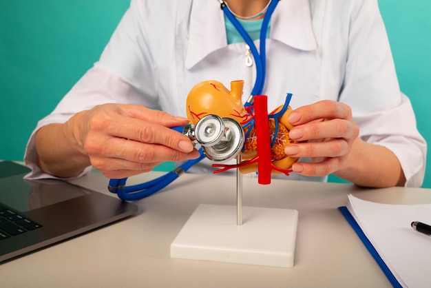 Доктор держит анатомическую модель поджелудочной железы и стетоскоп в своем кабинете