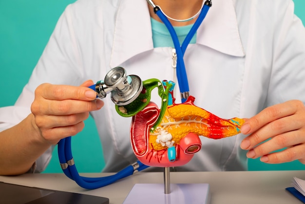 Photo doctor holding anatomical pancreas model and stethoscope in his office