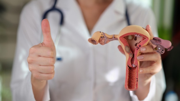 The doctor holds the anatomical model of the uterus closeup successful treatment of female