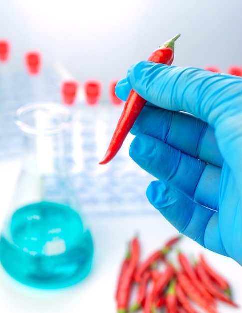 Doctor holds spicy chili pepper in hand, testing in an analysis laboratory