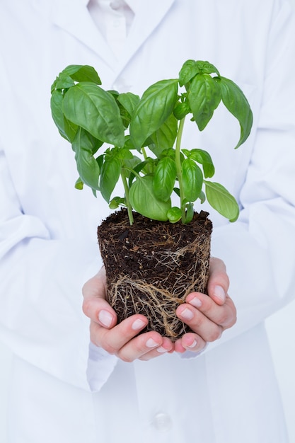 Doctor holing basil plant