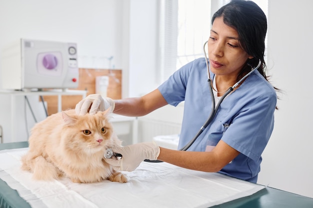 Doctor listening to cats inner sounds