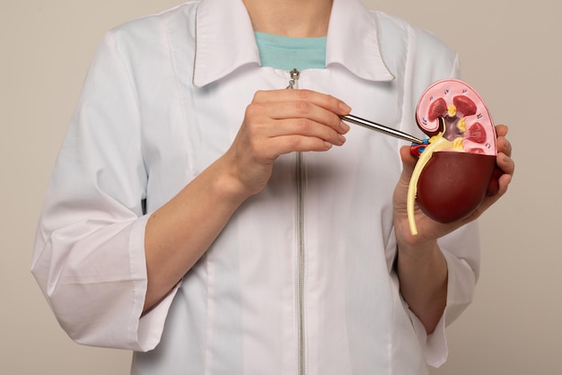 Doctor nephrologist pointing on anatomical kidney model in hand