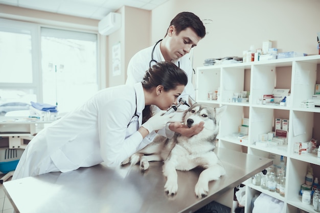 Medico e infermiera checking dog ears con otoscopio