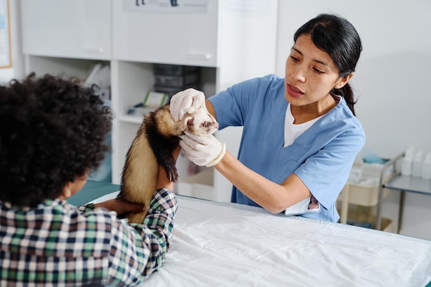 Doctor palpating ferret in exam room