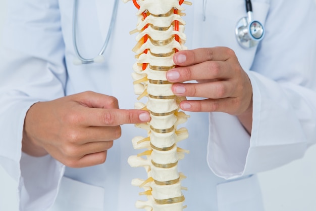 Photo doctor pointing an anatomical spine