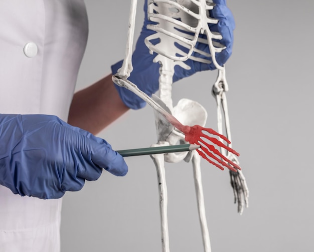 Doctor pointing to skeleton hand with red point Fingers pain Skeletal system anatomy medical education concept Woman in lab coat with stethoscope holding pencil