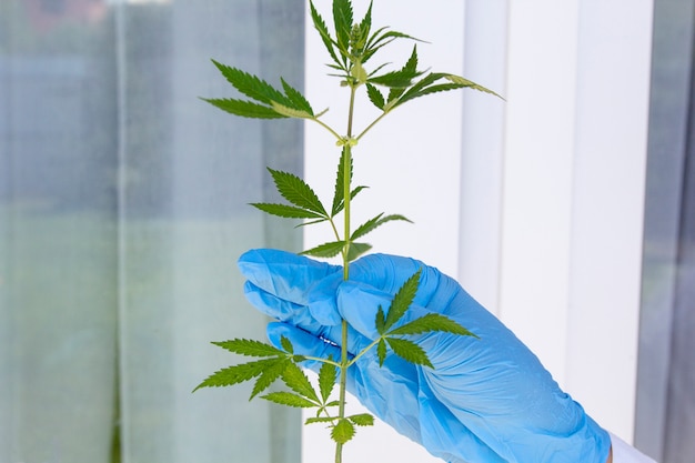 Le mani del medico reggono il ramo di cannabis, la marijuana per la legalizzazione della canapa da olio medica