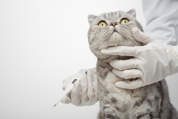 의사의 수의사는 동물 병원에서 고양이의 온도를 측정합니다.