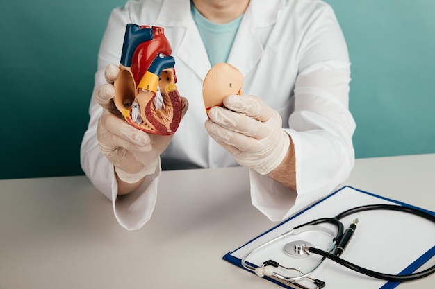 Doctor showing anatomical model of the heart