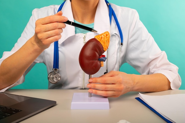 Doctor showing pen on plastic model human kidney closeup