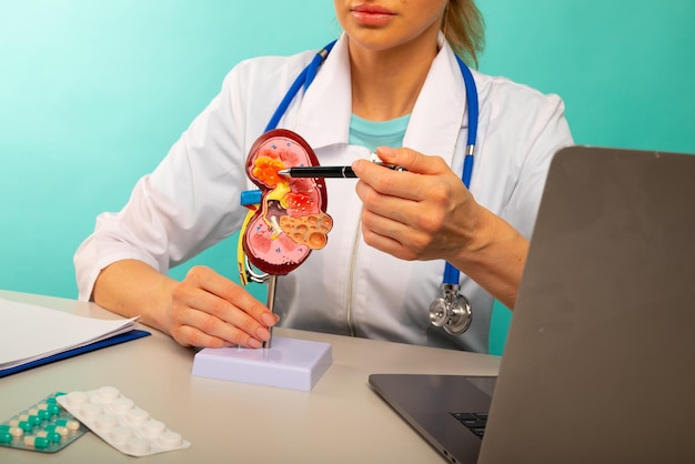 Doctor showing pen on plastic model human kidney closeup