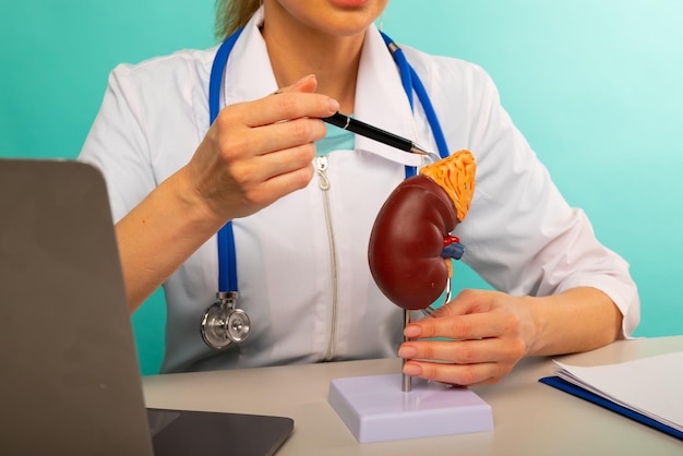 Doctor showing pen on plastic model human kidney closeup