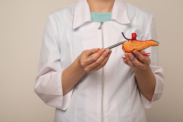 Foto un medico mostra una penna su un modello di plastica del pancreas umano in primo piano