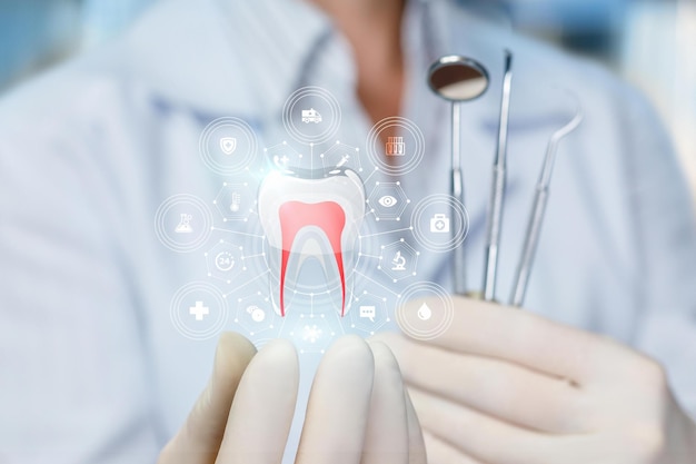 The doctor shows the model of a healthy tooth on blurred background