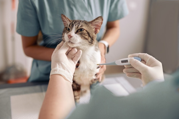 医者は獣医クリニックのオフィスのクローズアップでアシスタントの助けを借りて猫の体温を取ります