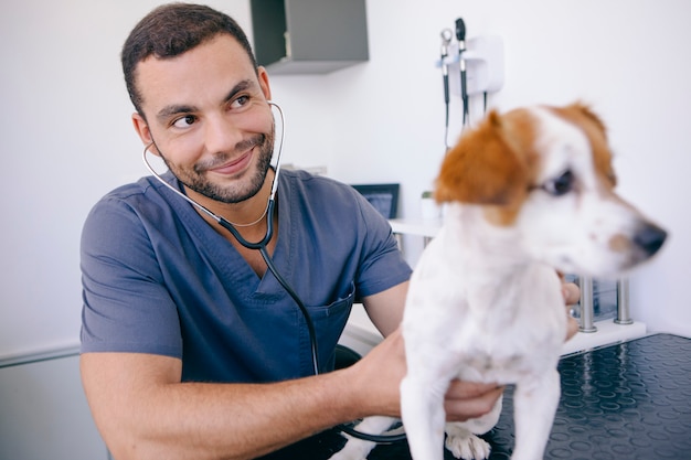 Doctor using stethoscope on a puppy