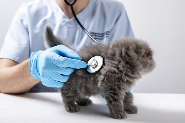 Doctor vet examines a kitten close-up