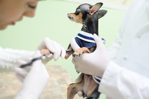 Photo the doctor vet makes a manicure to toy terrier against the backdrop of a veterinary clinic.