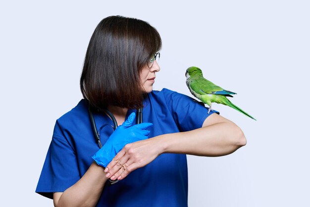 Photo doctor veterinarian examining green quaker parrot on white background