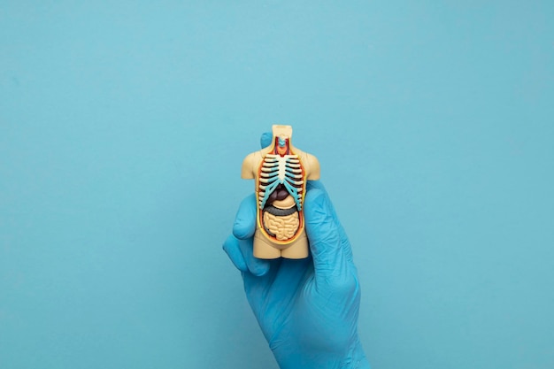 Doctor wearing blue surgical gloves holding an anatomical model of a human body
