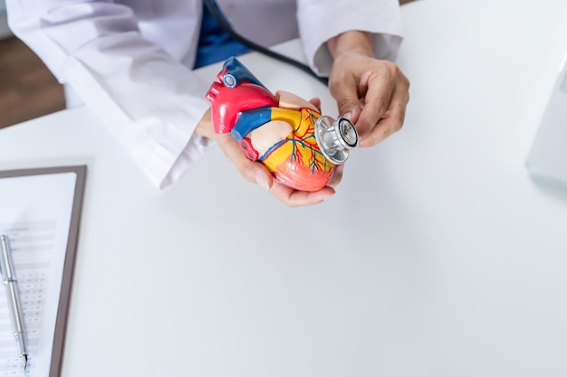 인간 심장의 해부학적 모델을 가진 의사 심장 전문의는 검사실에서 심장 심장 진단 건강 검진 심장 전문의를 지원합니다