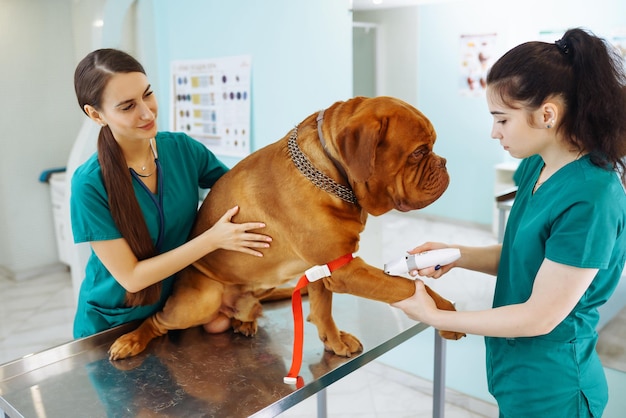 Doctors examining a very cute dog in veterinary clinic dogue de bordeaux medicine pet animals